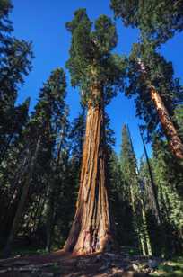 A Giant Sequoia-2360